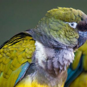 Patagonian conures 3