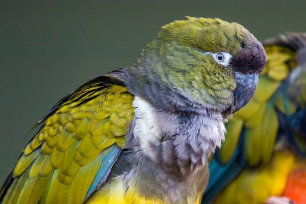 Patagonian conures 3