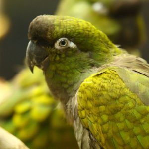 Patagonian conures 4