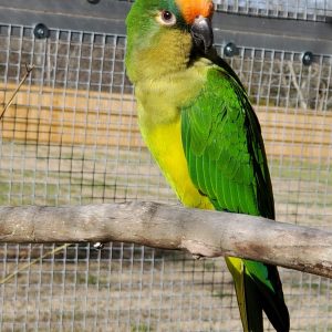 Peach Fronted Conure