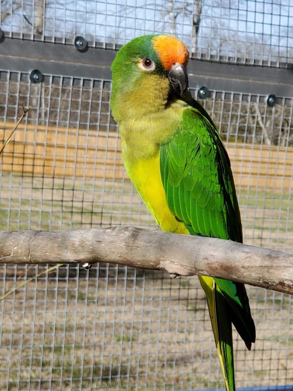 Peach Fronted Conure