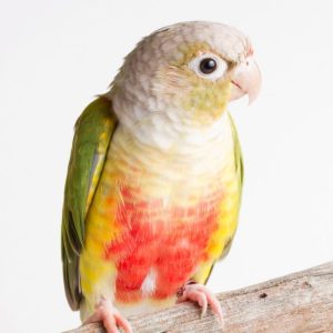 Pineapple Green Cheek Conures