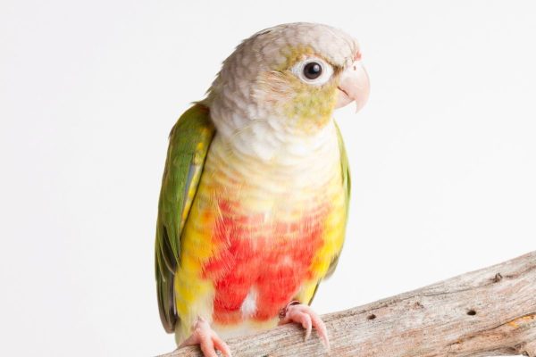 Pineapple Green Cheek Conures