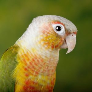 Pineapple Green Cheek Conures