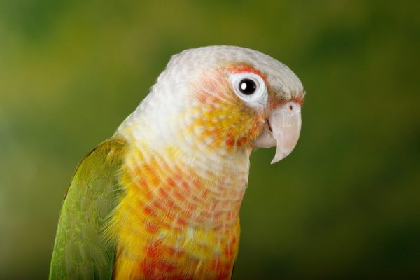 Pineapple Green Cheek Conures