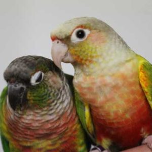 Pineapple Green Cheek Conures 4