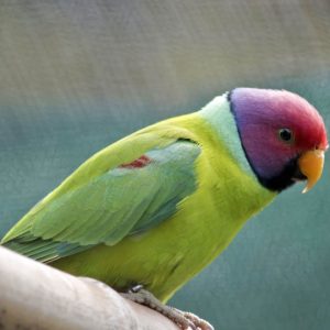 Plum-Headed Parakeet