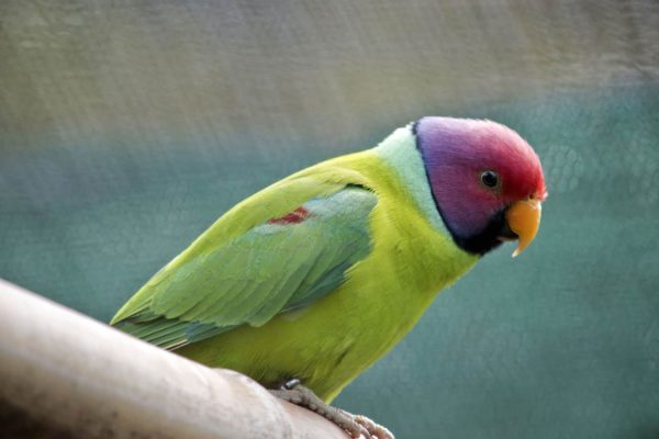 Plum-Headed Parakeet