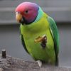 Plum-Headed Parakeet