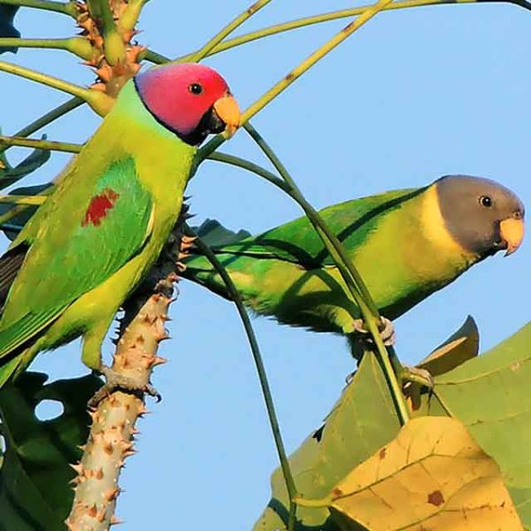 Plum Headed Parakeet 3