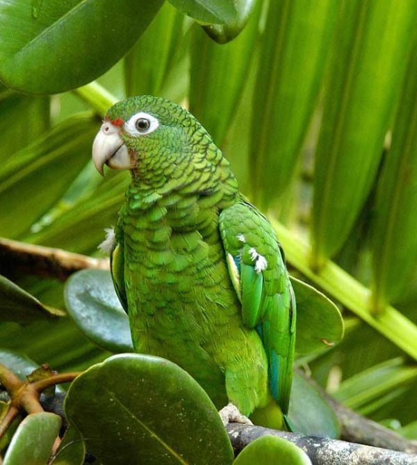 Puerto Rican Amazon 3