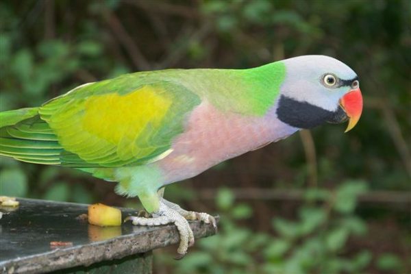 Red Breasted Parakeet 2