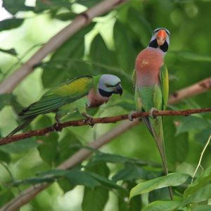 Red Breasted Parakeet 3