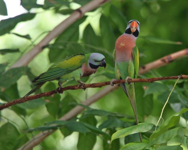 Red Breasted Parakeet 3