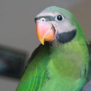 Red-Breasted Parakeet