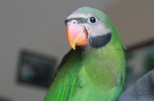 Red-Breasted Parakeet