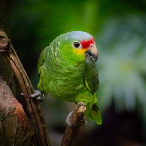 Red Lored Amazon 2