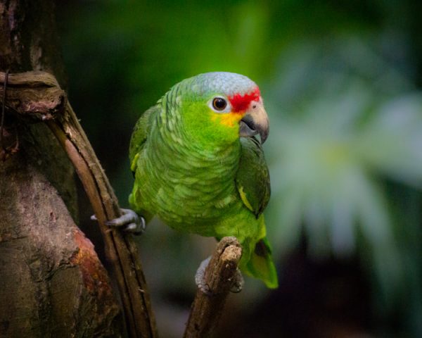 Red Lored Amazon 2