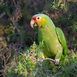 Red Lored Amazon 3