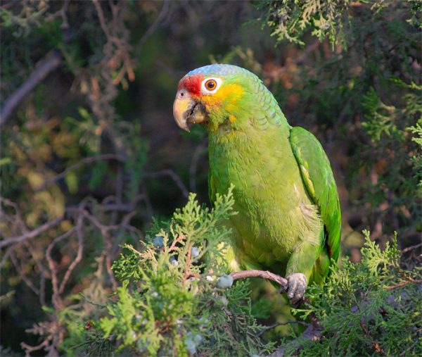 Red Lored Amazon 3