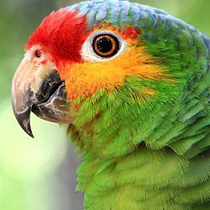 Red Lored Amazon