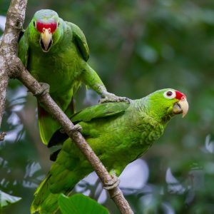 Red Lored Amazon 4