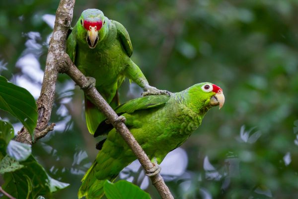 Red Lored Amazon 4