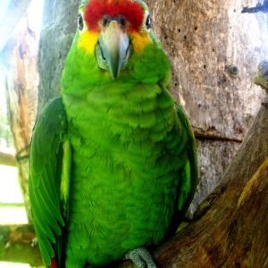 Red Lored Amazon 5