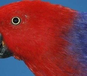 Red Sided Eclectus