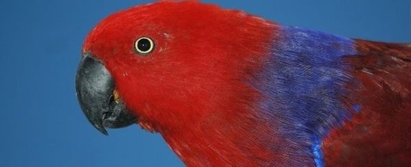 Red Sided Eclectus