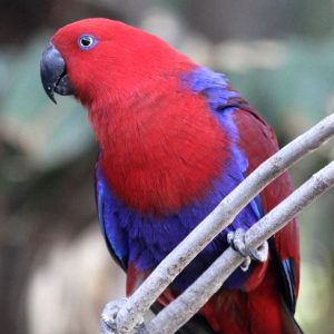 Red Sided Eclectus 2