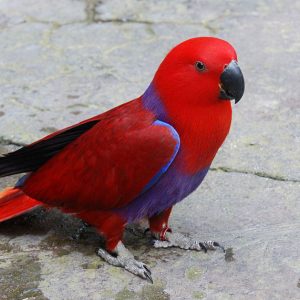 Eclectus Parrots