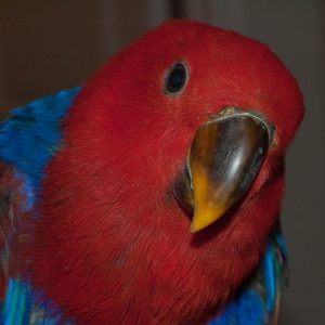 Red Sided Eclectus 4