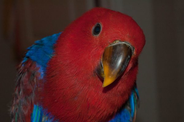 Red Sided Eclectus 4 scaled