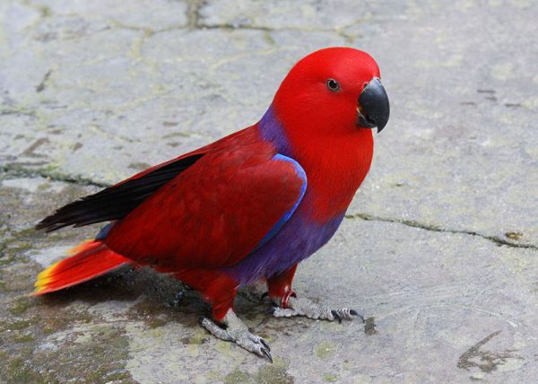 Red Sided Eclectus