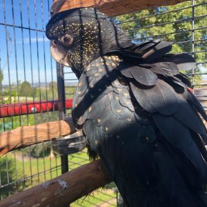 Red Tailed Black Cockatoo