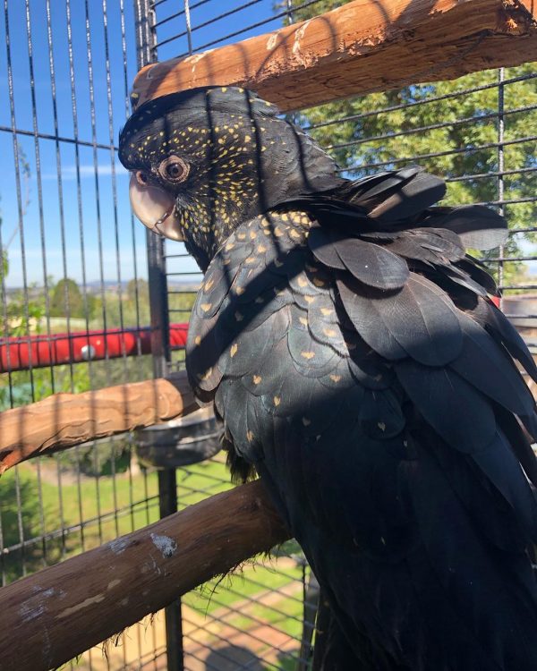 Red Tailed Black Cockatoo