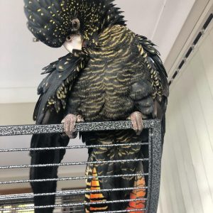 Red Tailed Black Cockatoo 3