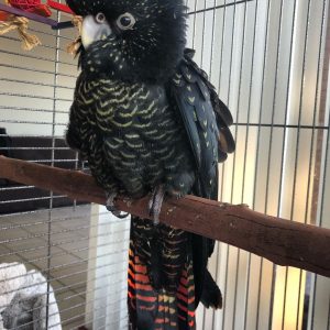 Red Tailed Black Cockatoo