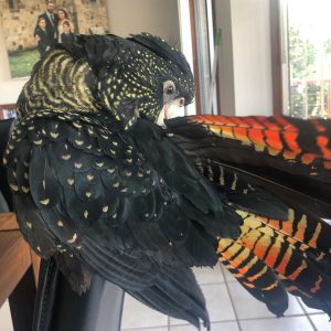 Red Tailed Black Cockatoo 4