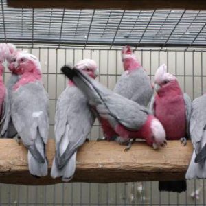 Rose Breasted Cockatoo