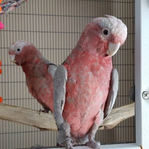 Rose Breasted Cockatoo 3