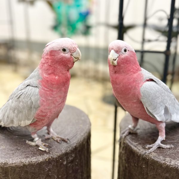 Rose Breasted Cockatoo 6