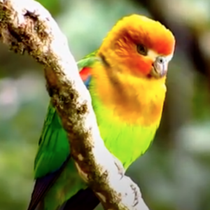 Rusty-Faced Parrot