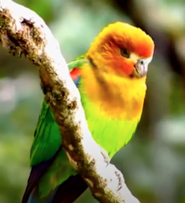 Rusty-Faced Parrot