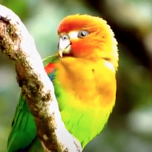 Rusty Faced Parrot 3