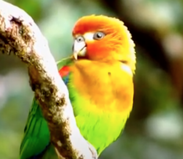 Rusty Faced Parrot 3