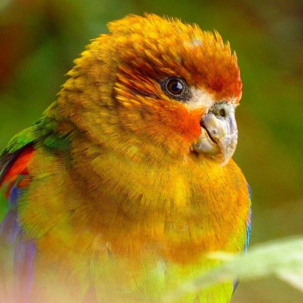 Rusty-Faced Parrot