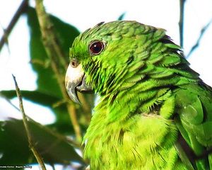 Scaly-Naped Amazon