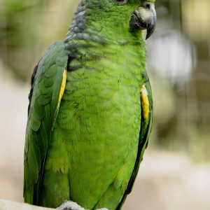 Scaly Naped Amazon 2